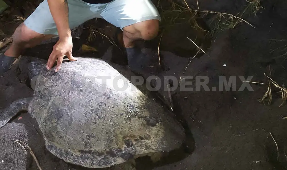 Localizan tortuga que se consideraba extinta