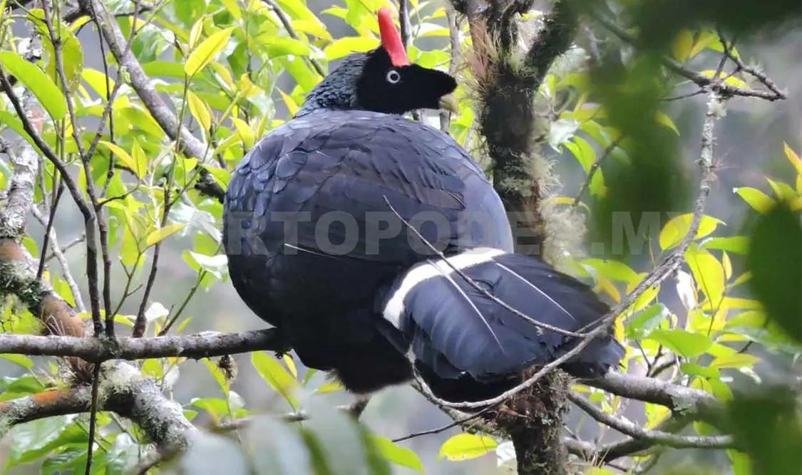 Registran especies en peligro luego de 10 años