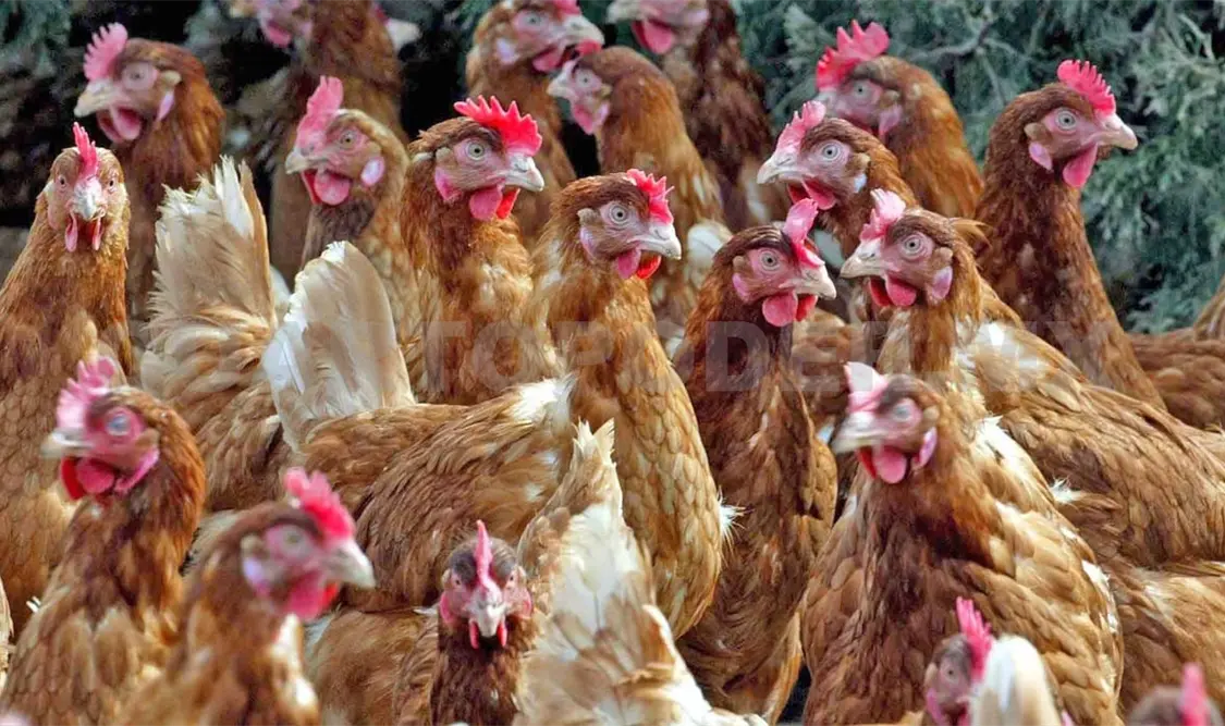 Las autoridades sanitarias señalaron que el consumo de pollo y huevo no está en riesgo por el virus. Diego Pérez / CP