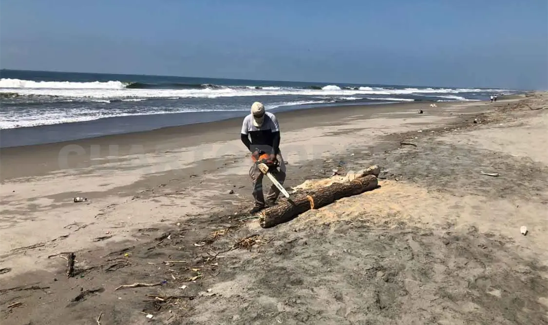 Sacan troncos y ramas de playas de Tapachula