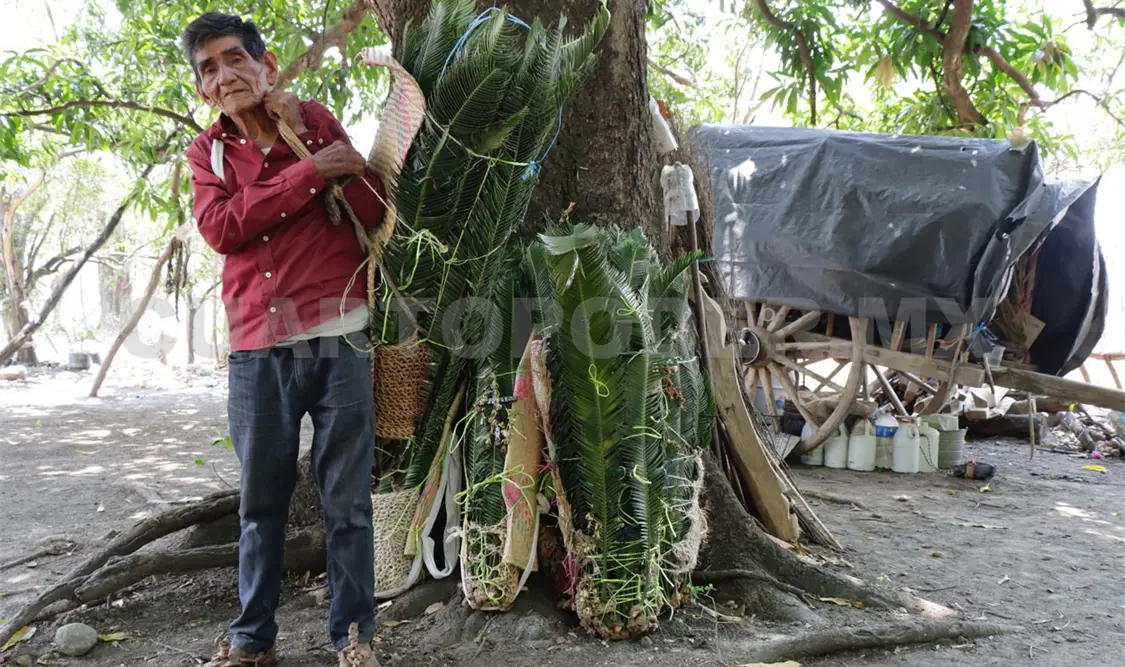 Espadaña, planta ancestral en peligro