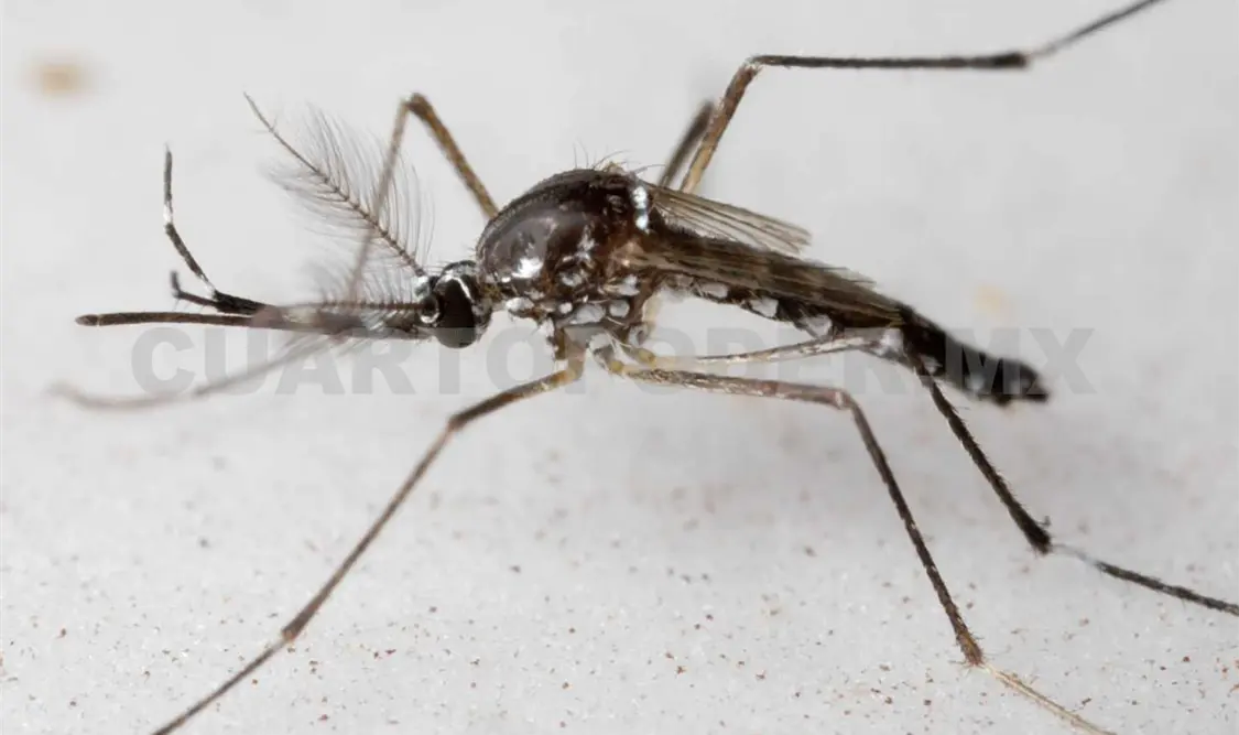 Confirman primera muerte por dengue