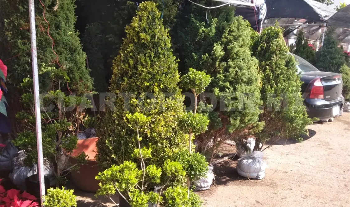 Inicia venta de árboles navideños naturales