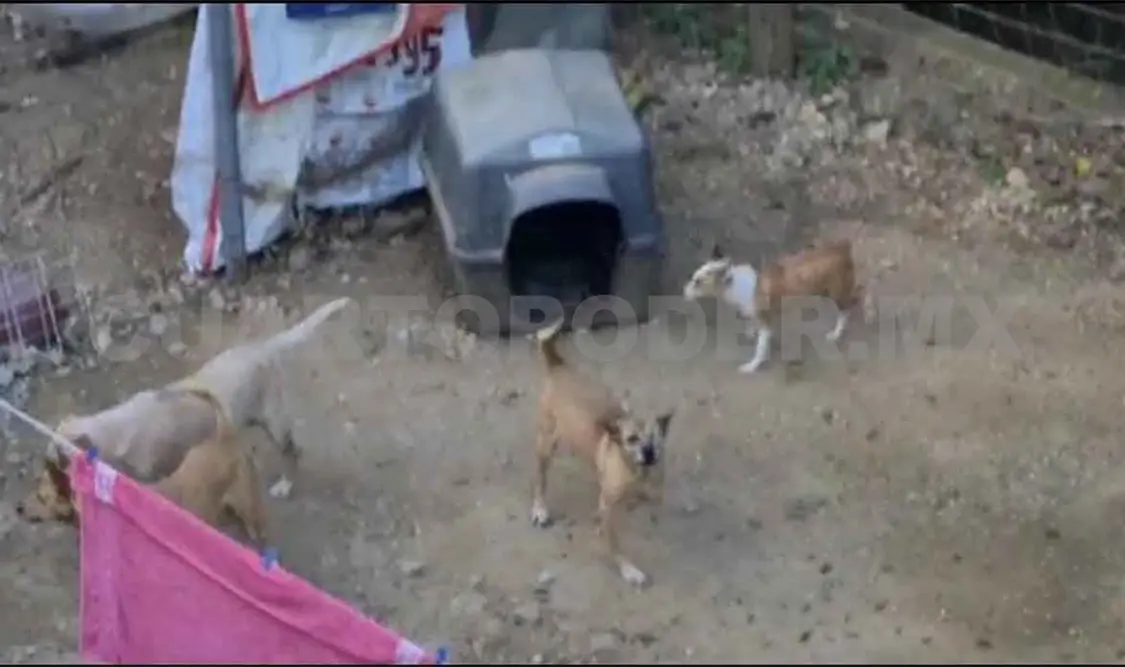 Albergue canino causa incomodidad a colonos