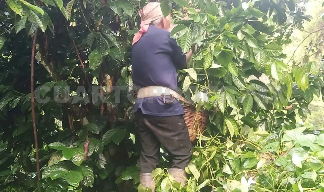 Industrias ahogan a cafeticultores de variedad robusta