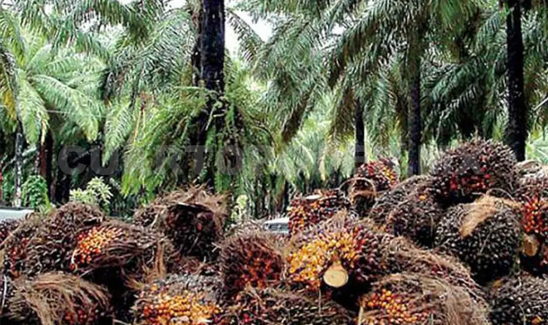 Piden frenar desprestigio contra cultivo de palma de aceite