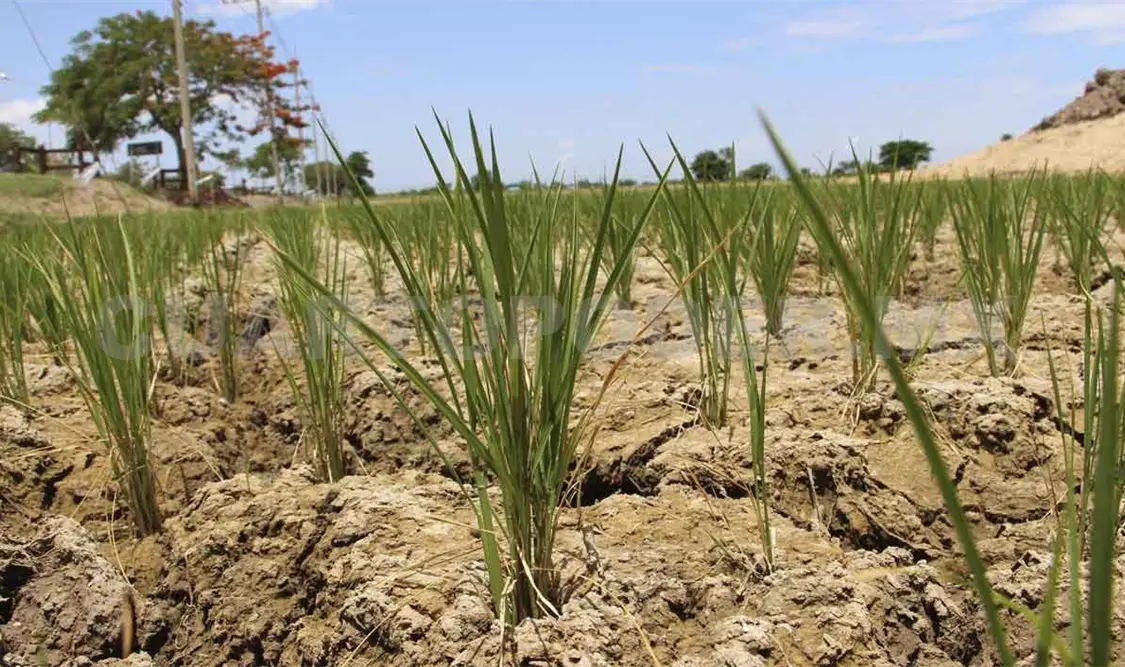 Sequías más severas por cambio climático