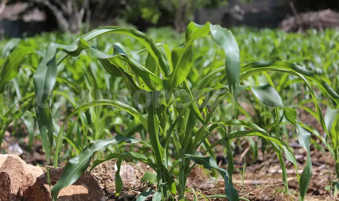 Buscan frenar efectos del cambio climático