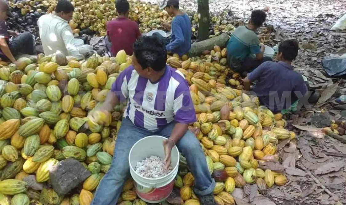 Urge reconocer y conservar cacao nativo