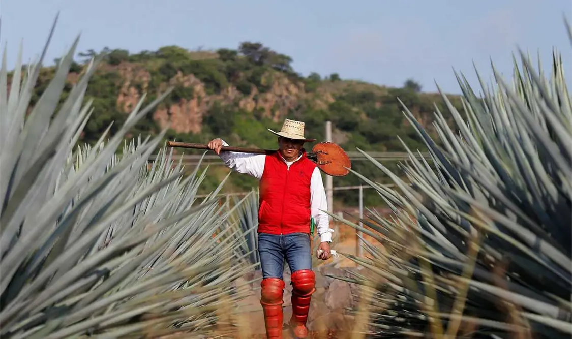 Ante la expansión de agave en el Istmo de Oaxaca, promueven cultivo sostenible y sin deforestación. Cortesía