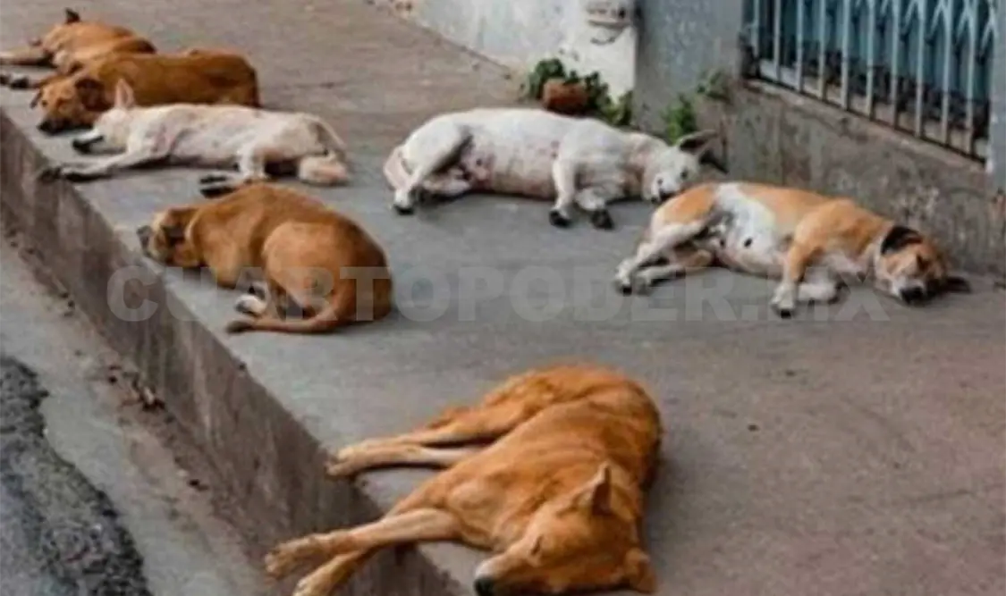 El abandono de perros es un problema constante en la entidad. CP