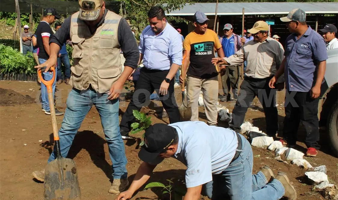 Realizan campaña de reforestación en El Ocote