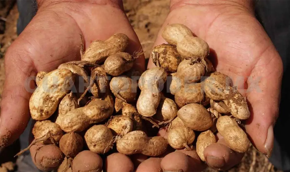 Registran alta producción de cacahuate