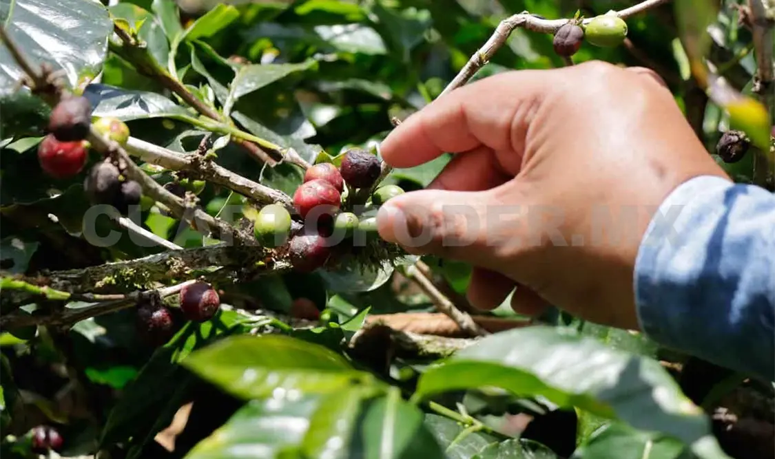 Proyectos de resilencia duplican producción agrícola