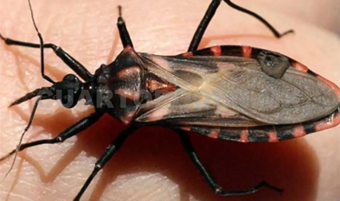 La enfermedad de chagas es una infección ocasionada por un parásito que se alimenta de sangre. Cortesía