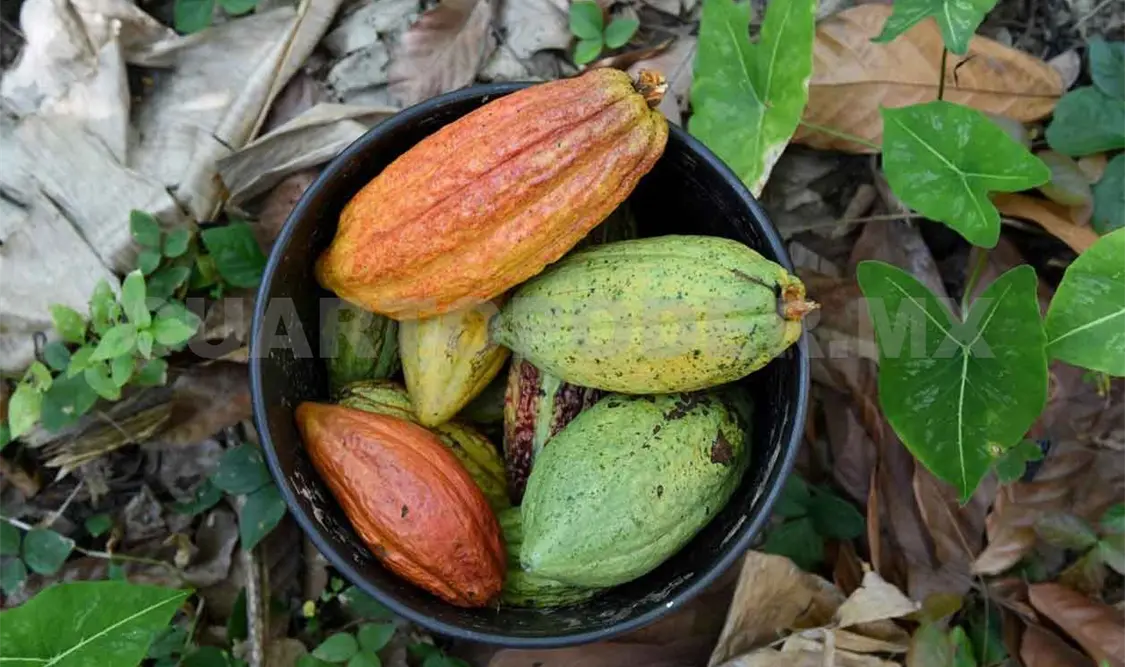 Gran demanda de cacao, pero poca producción