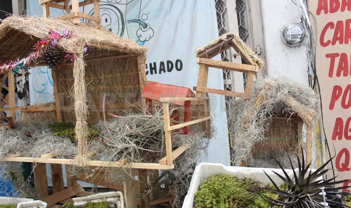 Extracción de plantas causa severo daño ambiental