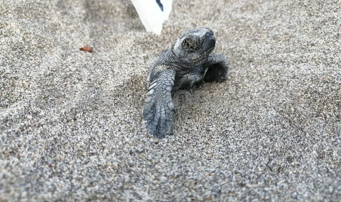 Aumentan hectáreas para proteger tortugas marinas