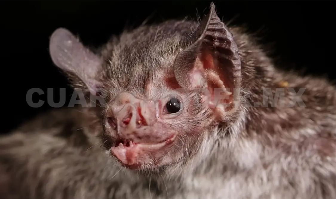 Poco probable que murciélagos ataquen humanos