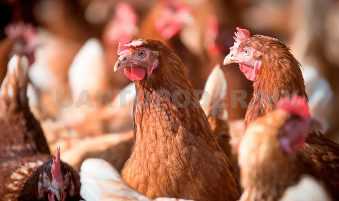 Avanza vacunación contra influenza aviar
