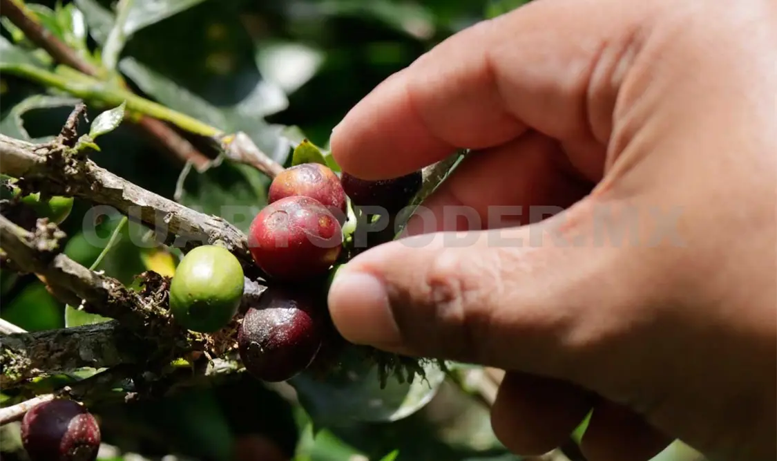Fortalecen producción de café en región Sierra y Soconusco