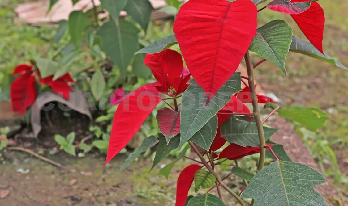 Nochebuena, entre las tres flores más importantes