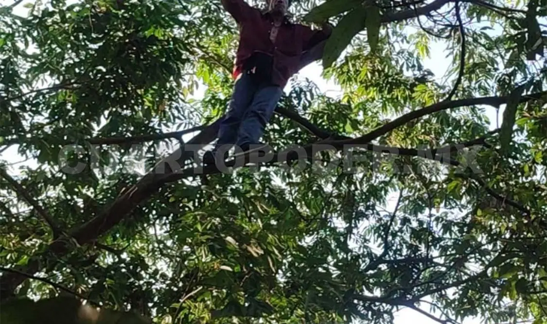 Presunto suicida en estado de ebriedad se sube a árbol