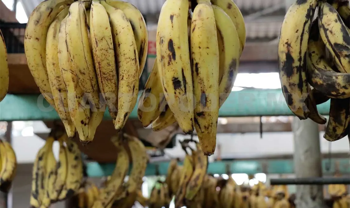 Con la nueva planta las frutas podrán ser exportadas de forma más fácil a diversos países. Diego Pérez / CP