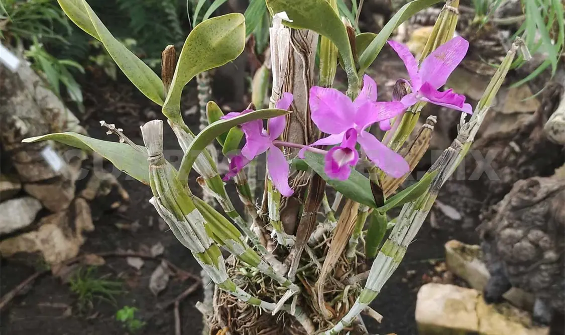 Flor de Candelaria, amenazada de acuerdo con NOM