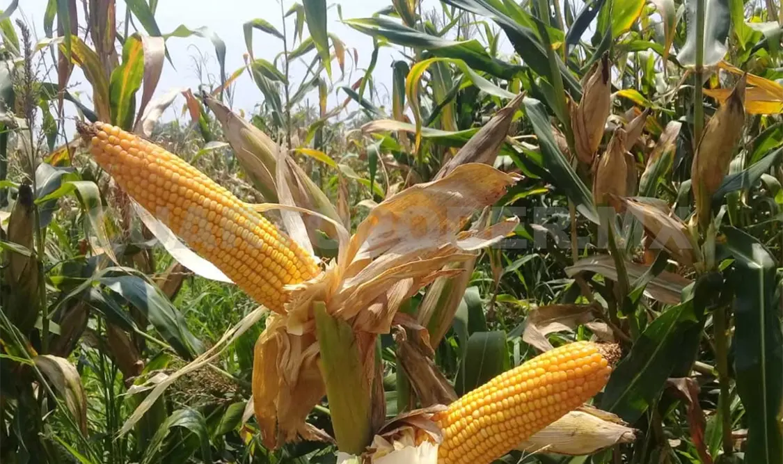 Denuncian presión de transnacionales a México