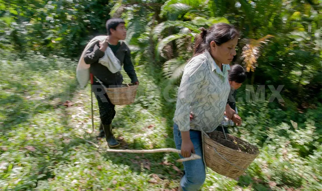 Pronostican merma en la producción de café para este año