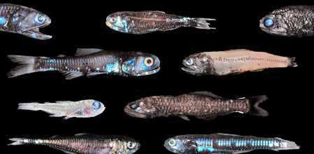 Calentamiento de océanos reducirá el tamaño de peces