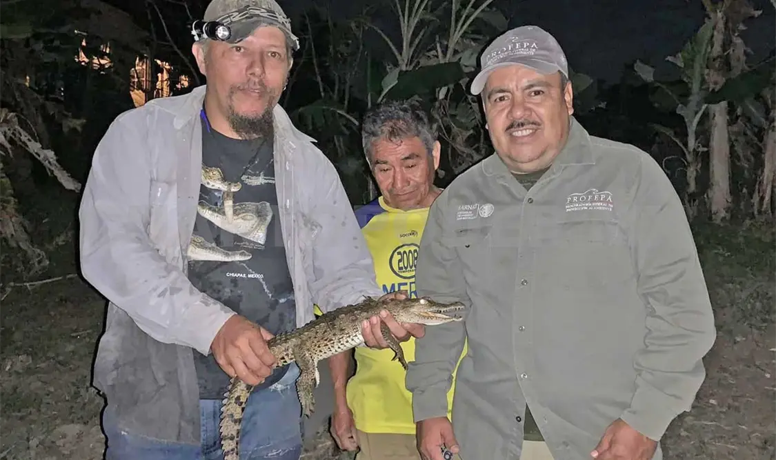 Rescatan a joven cocodrilo