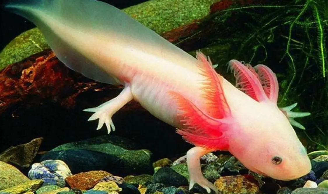 El ajolote está en peligro y se sigue vendiendo