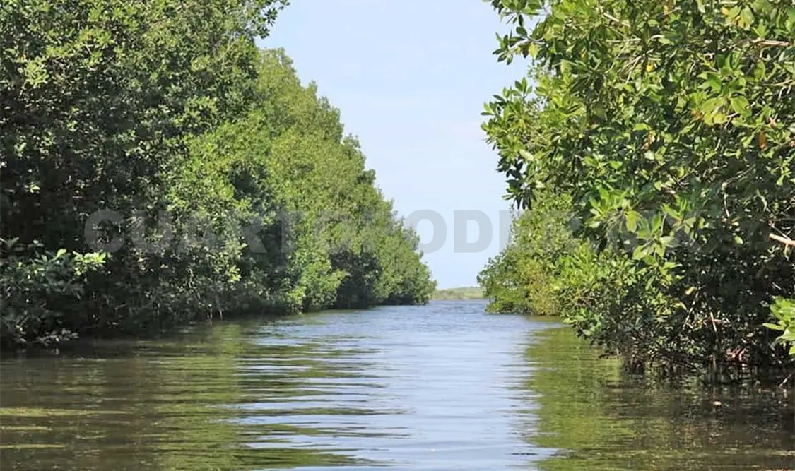 Los ecosistemas de manglares ayudan en la captación de carbono para la purificación del aire. CP