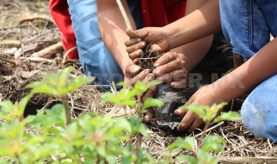 Impulsan captura de carbono con manejo forestal