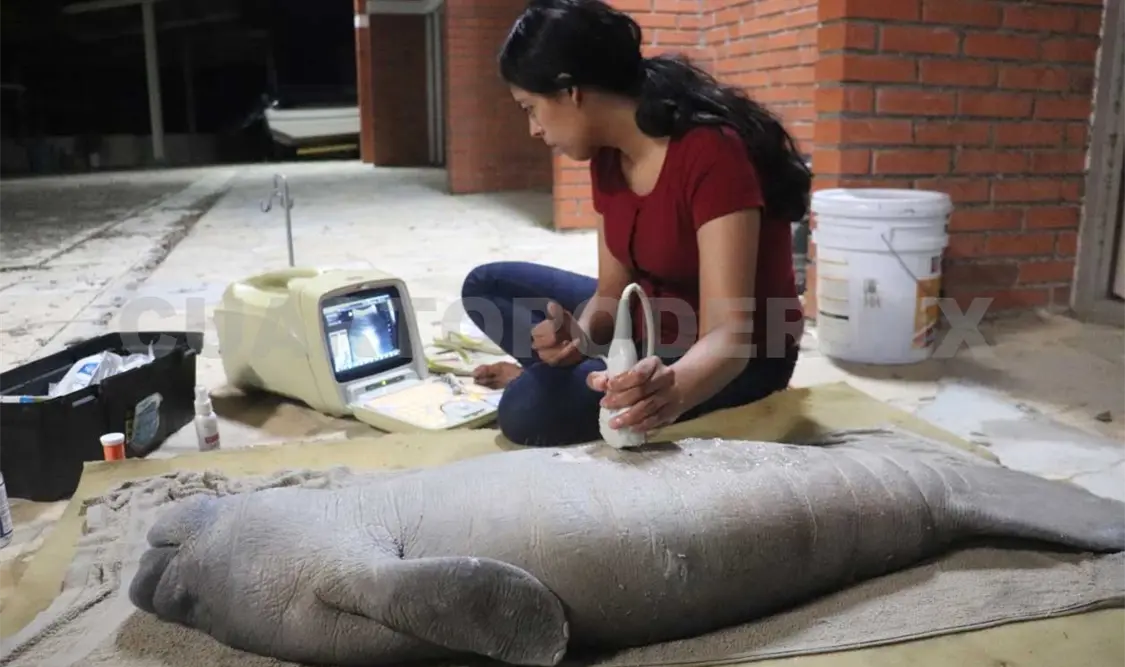 Conservación del manatí es una prioridad