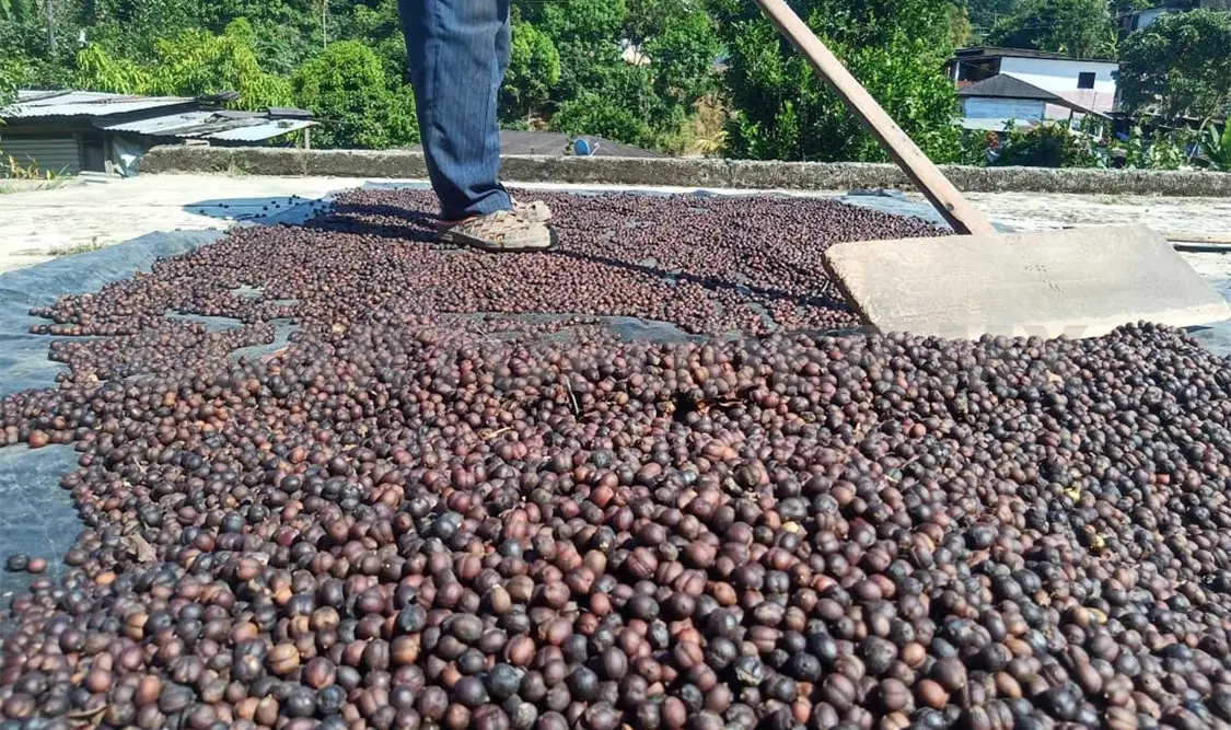 Productores de café de la modalidad robusta en el Soconusco cerraron el ciclo de cosecha en números rojos. Ramón García / CP