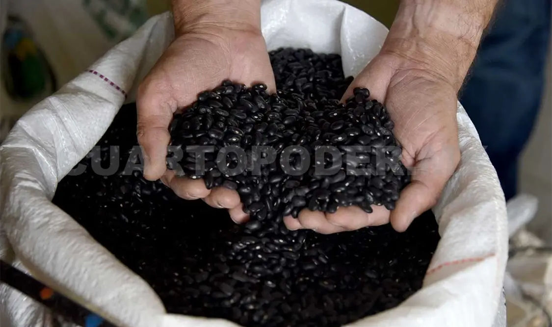 Buscan retomar la importancia del frijol