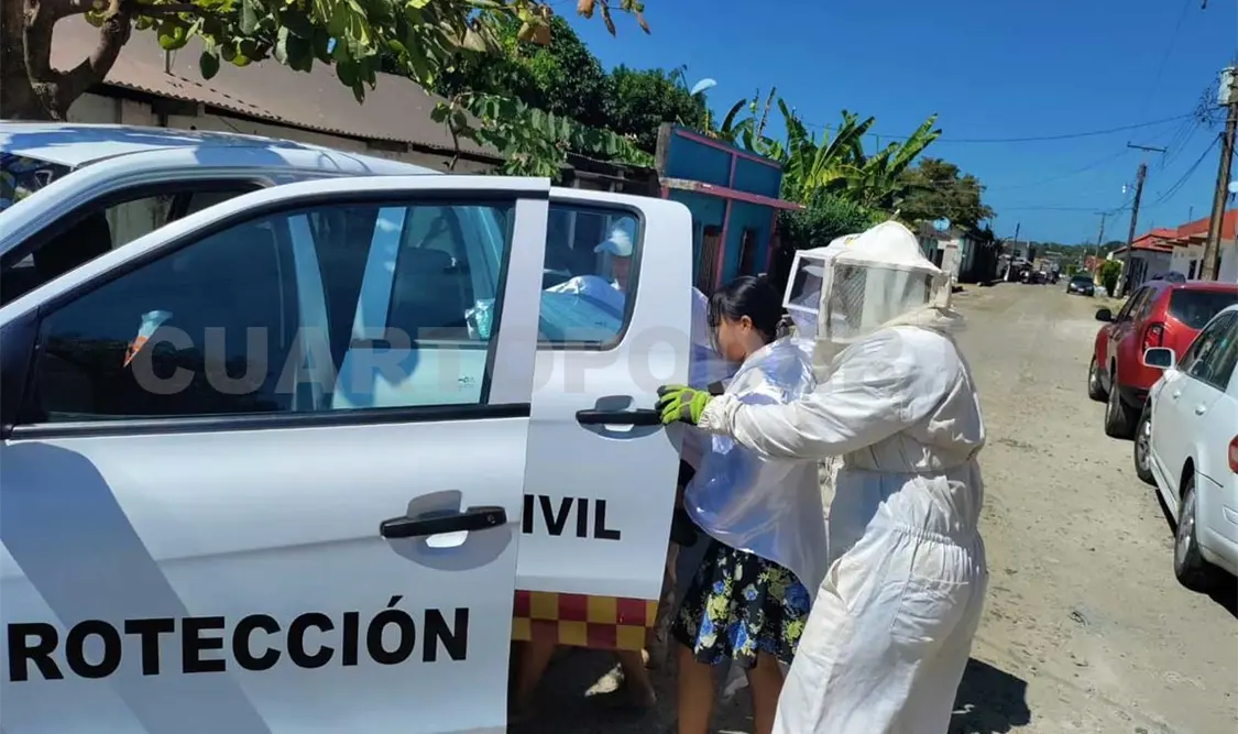 Abejas africanizadas afectan a evangélicos