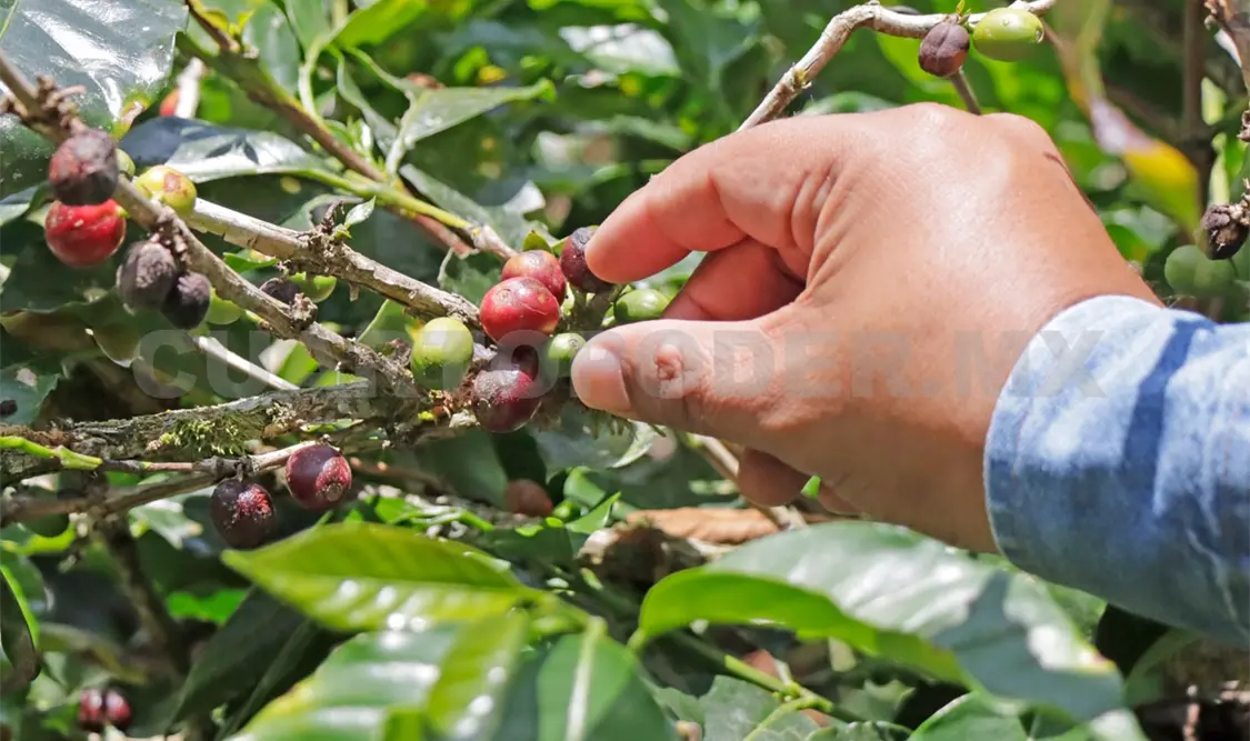 Productores deben poder vender su propio café