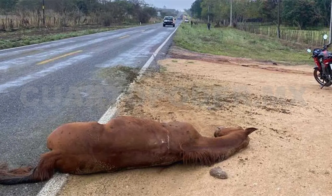 Los caballos al parecer saltaron a la carretera y esto provocó que fueran embestidos. Cortesía