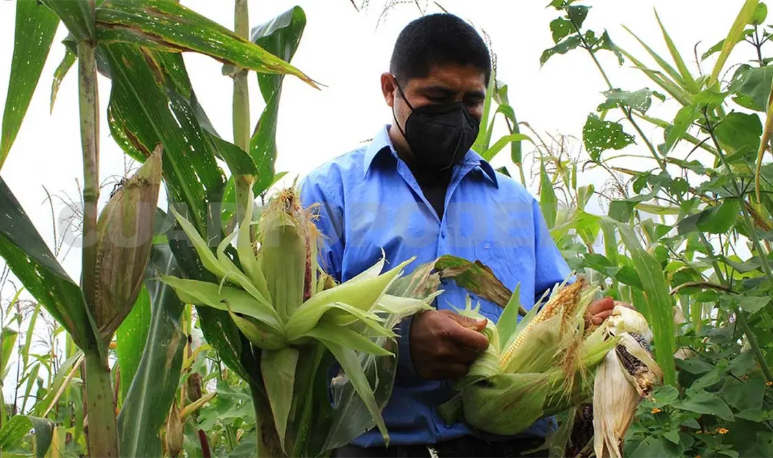 Urgen profesionales agrónomos en el país