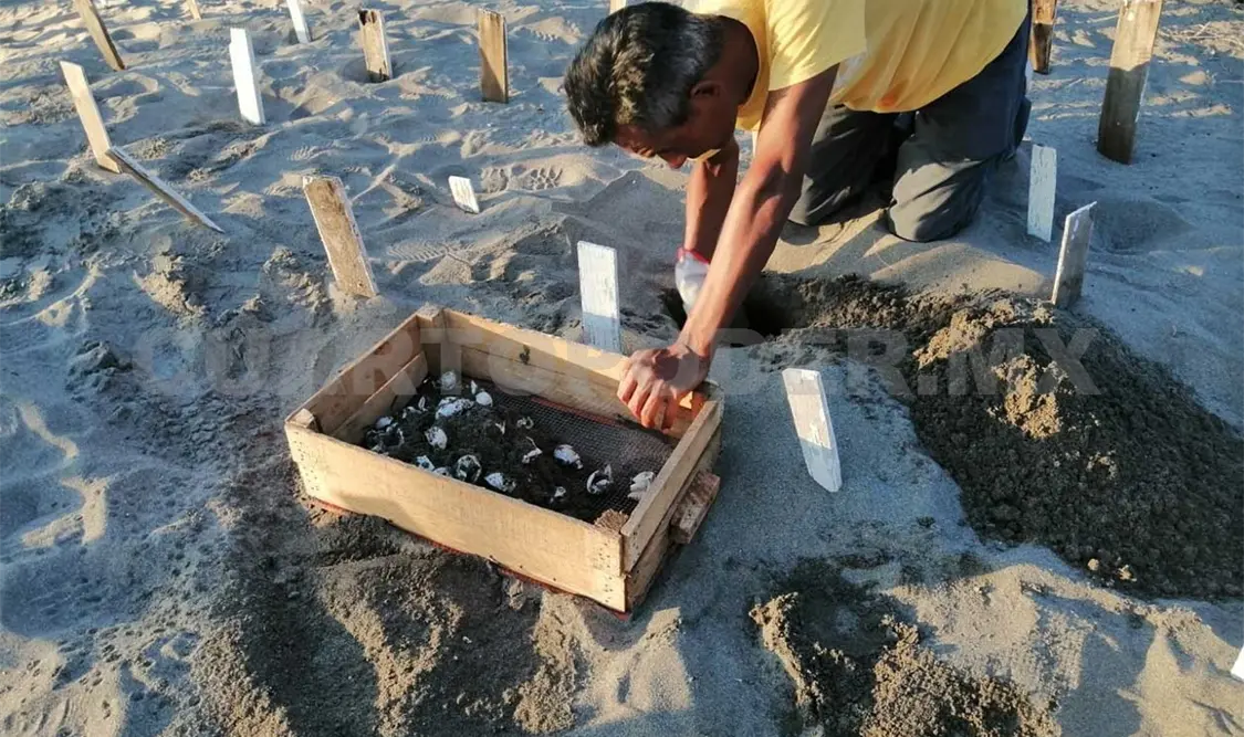 Garantizan la protección de especies de tortugas marinas