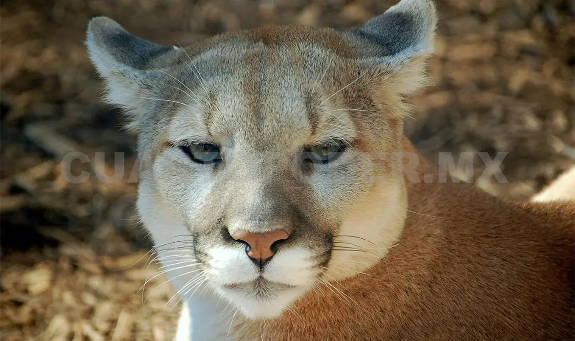 ZooMAT, refugio para cuatro pumas