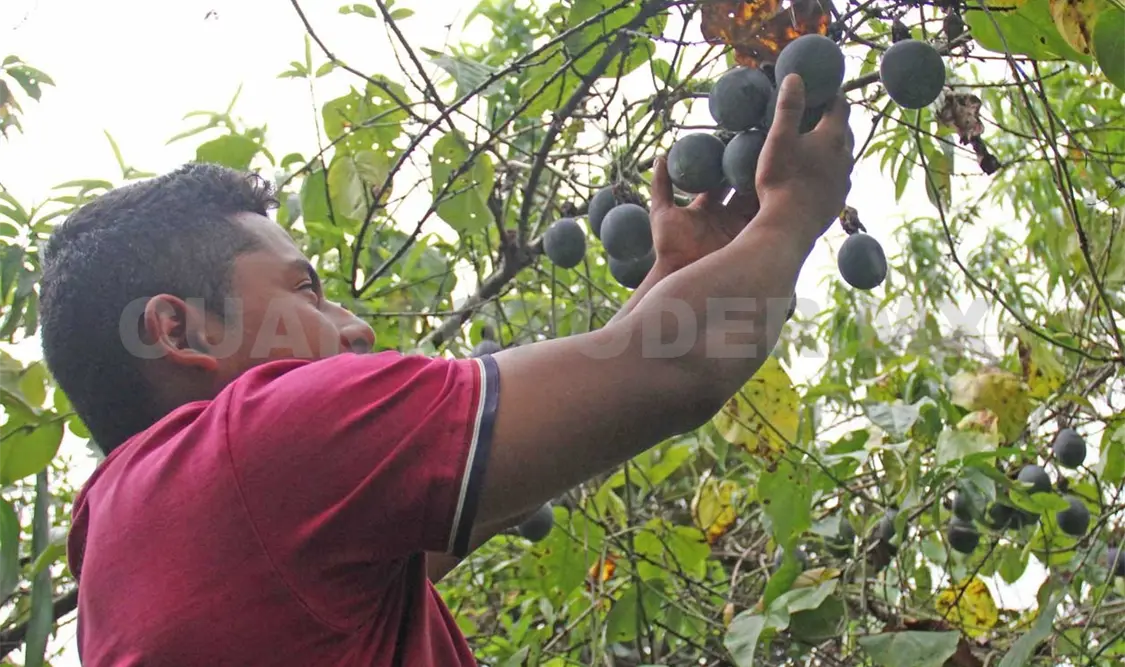 El objetivo es que más productores puedan cambiar sus sistemas de producción para hacerlos sustentables. Diego Pérez / CP