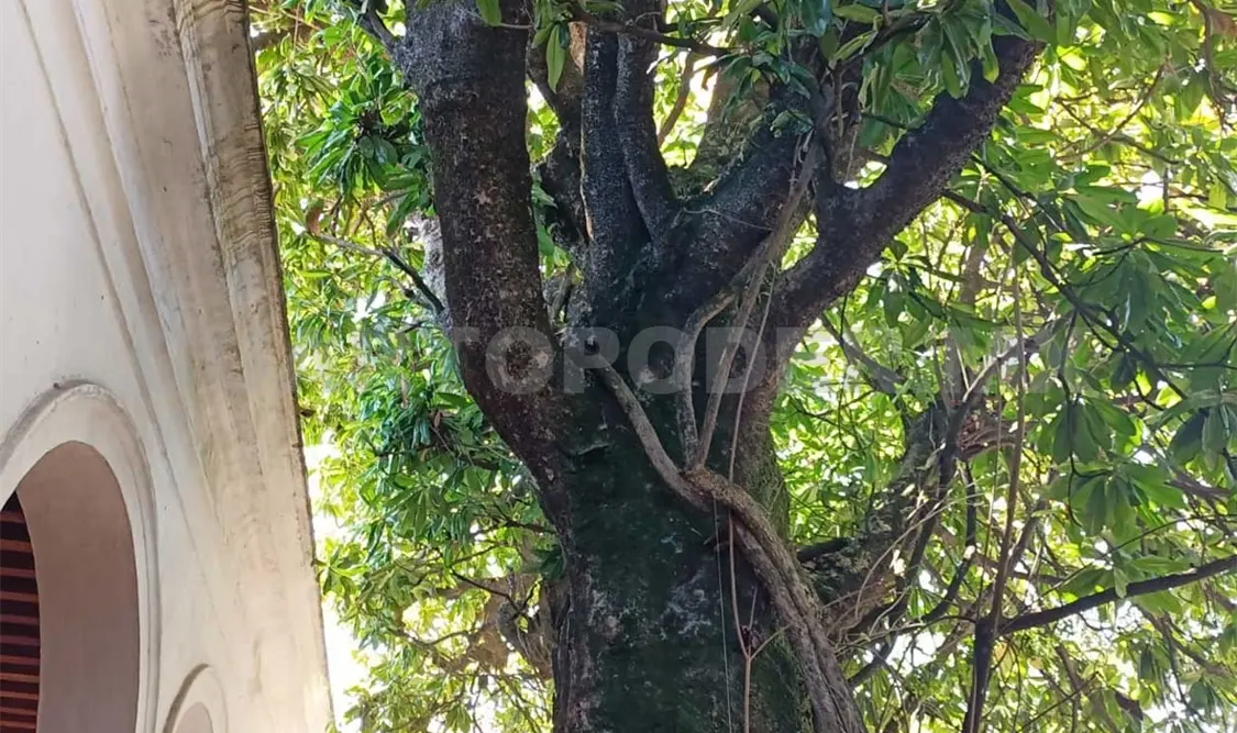 Reconoce Unesco árbol con 150 años de vida