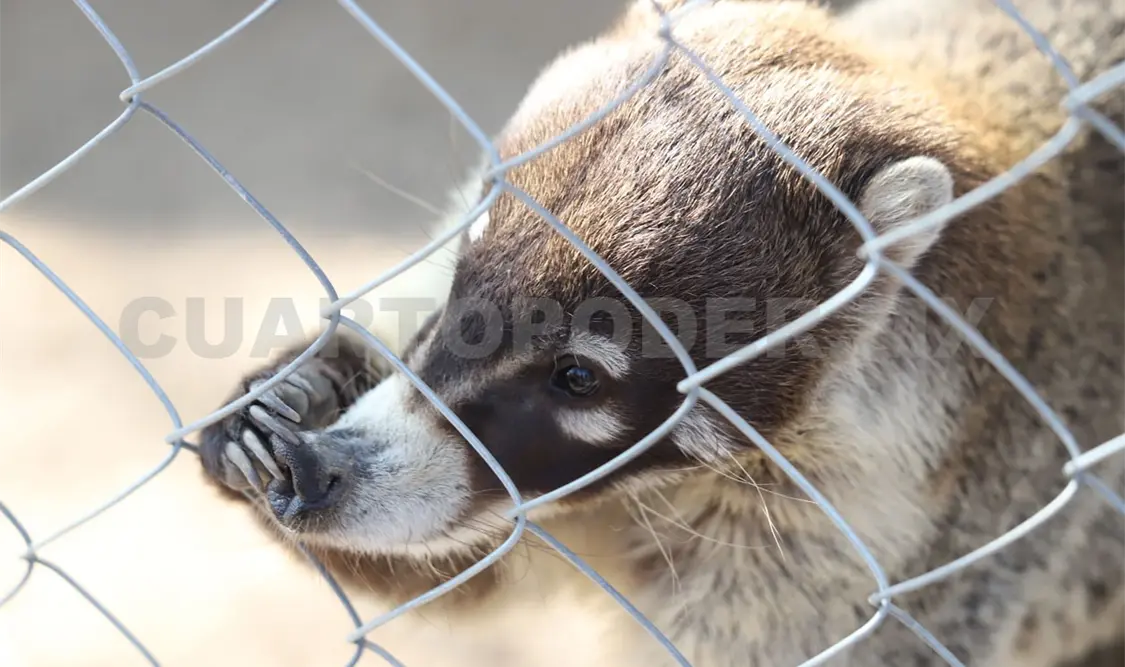 Buscan recursos para Centro de Rescate de Fauna