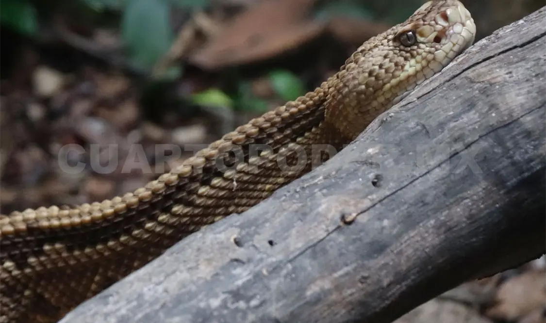 Alta incidencia en mordedura de reptiles