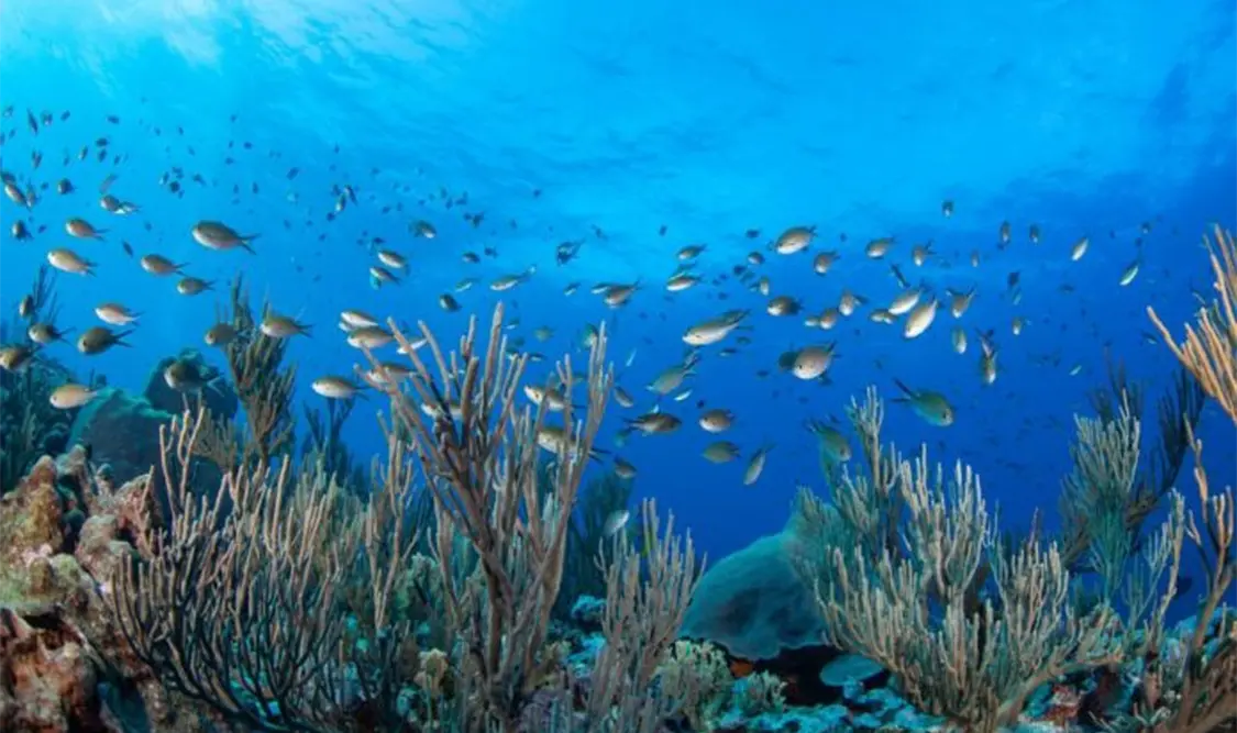 México se adhiere a tratado para conservar los mares
